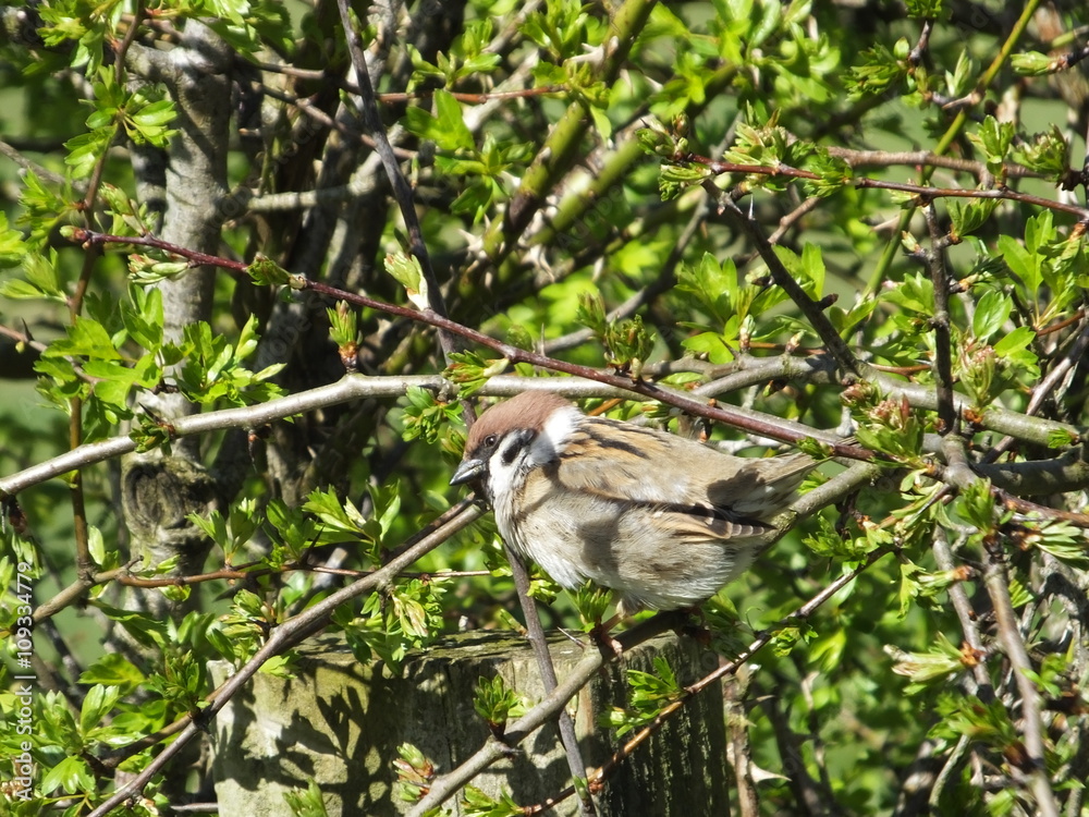 Obraz premium Tree Sparrow