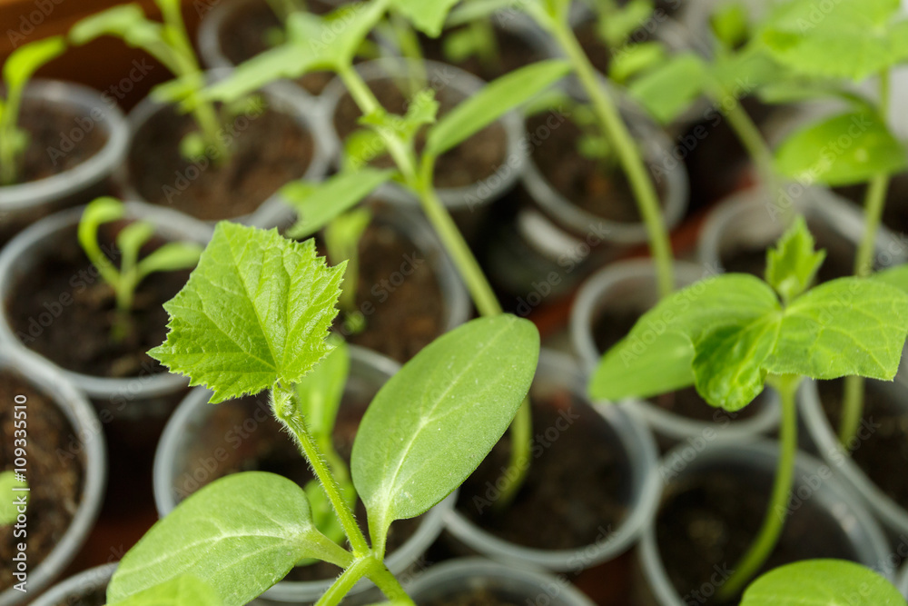 Green Cucumber seedling in the pots Green Cucumber seedling in the pots