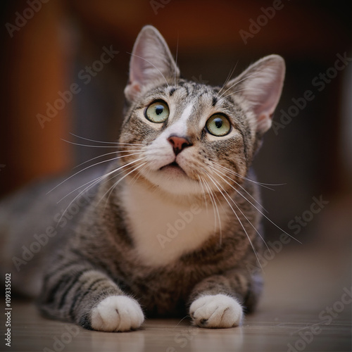 Portrait of a thoughtful striped cat © Azaliya (Elya Vatel)