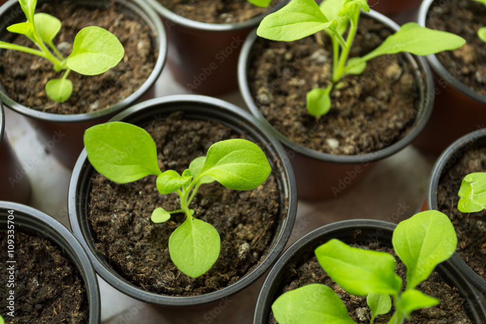 Pitunia seedlings in plastic flower pots Pitunia seedlings in plastic flower pots
