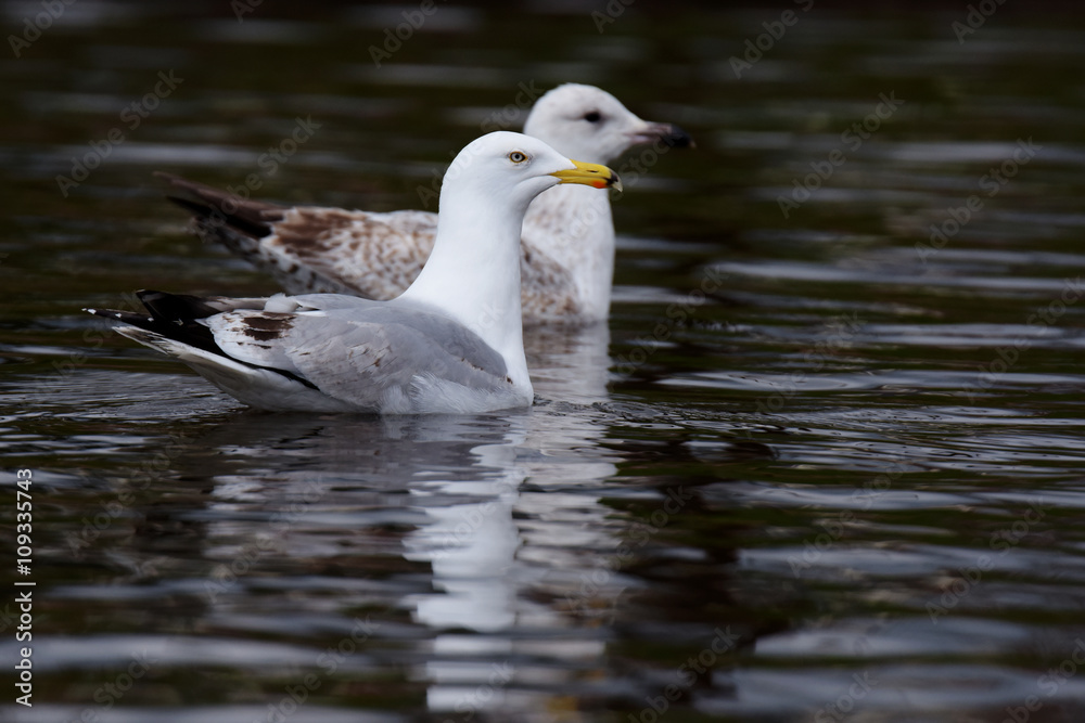 Herring Gull