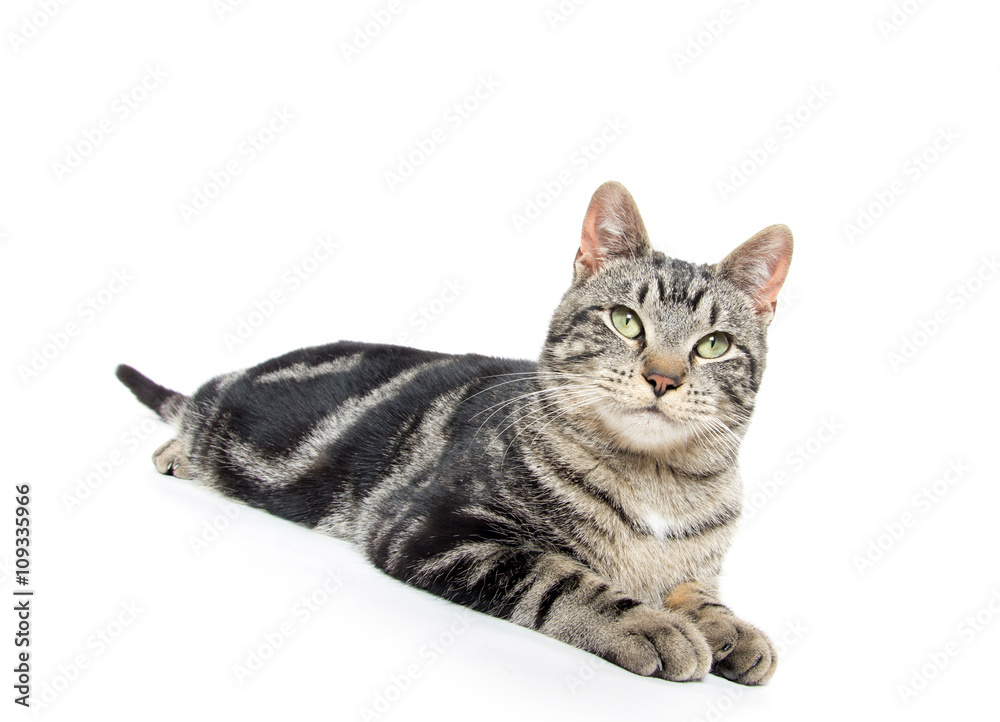 Fototapeta premium Cute tabby kitten