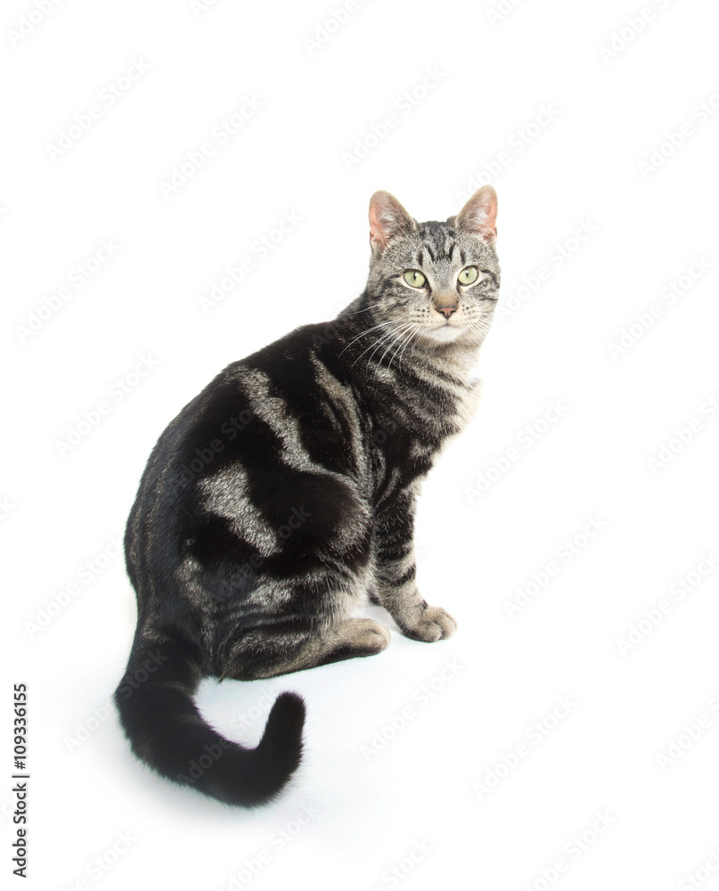 Obraz premium Cute tabby on white