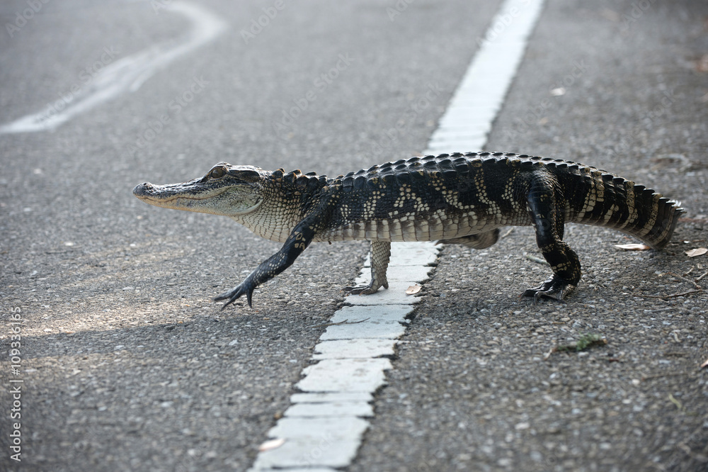 Naklejka premium American alligator crossing the road