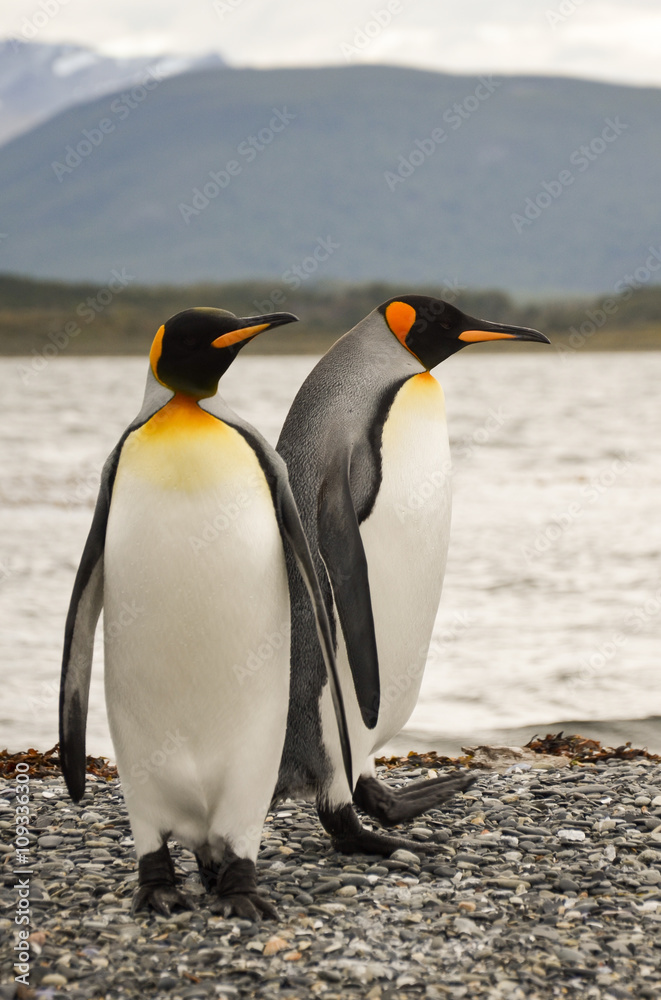 Obraz premium King penguin couple
