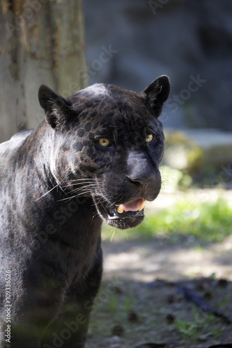portrait, Jaguar Panthera onca, black form