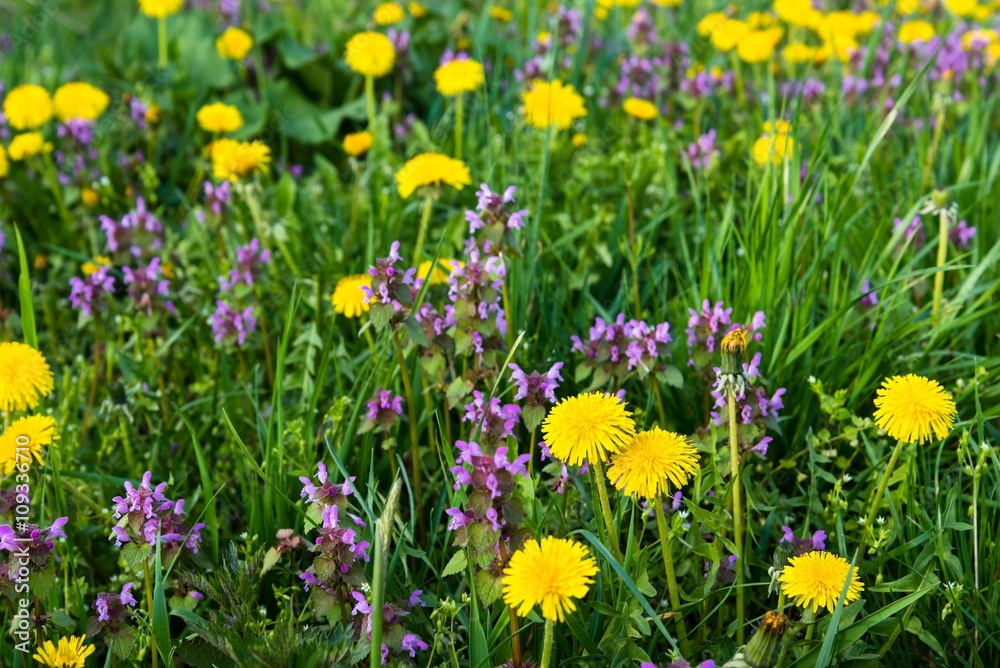 Some Purple Dead Nettle (Lamium purpureum) and yellow dandelion in meadow. Selective focus