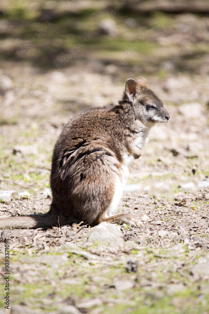 Parma wallaby, Macropus parma, they are among the small Kangaroos Parma wallaby, Macropus parma, they are among the small Kangaroos