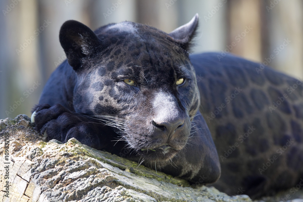 Naklejka premium portret, Jaguar Panthera onca, czarna forma
