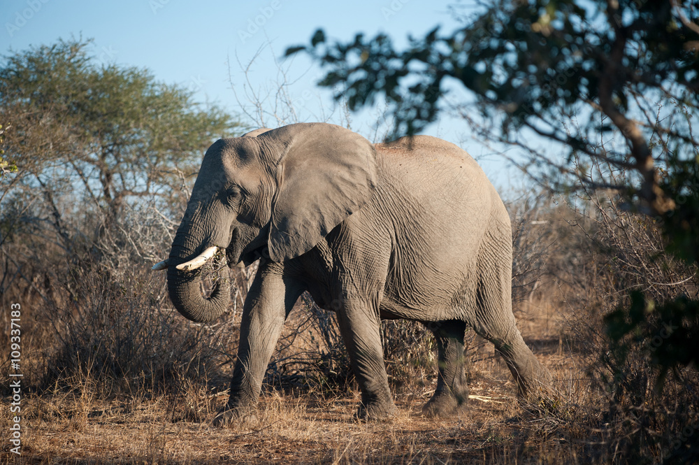 Fototapeta premium Large African elephant in Kruger
