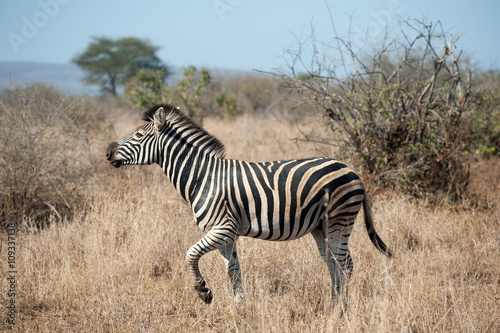 Zebra in Kruger National Park