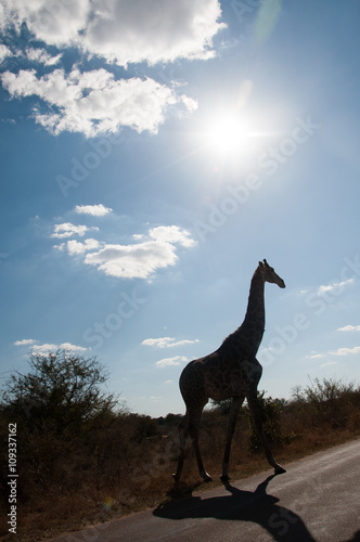 Silhouette of giraffe crossing road © Tony Campbell