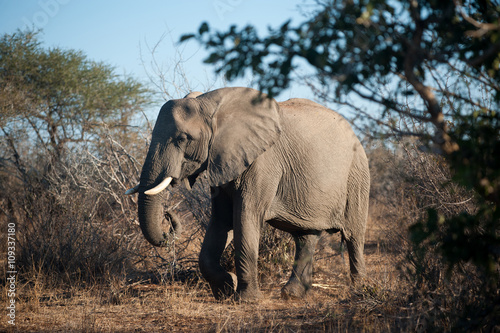 Large African elephant in Kruger