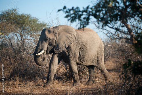 Large African elephant in Kruger