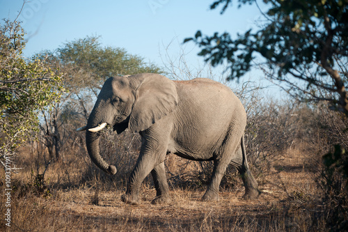Large African elephant in Kruger