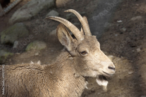 female Siberian ibex, Capra sibirica, losing winter coat © vladislav333222