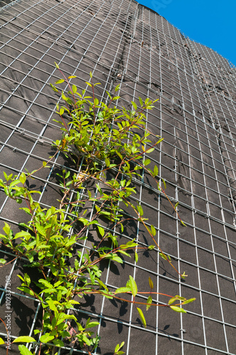 Vertikale Begrünung, an Drahtgitterboxen emporrankende Pflanzen, Landschaftsbau, Stadtgrün, Kletterpflanzen, Gartenvlies, schwarz