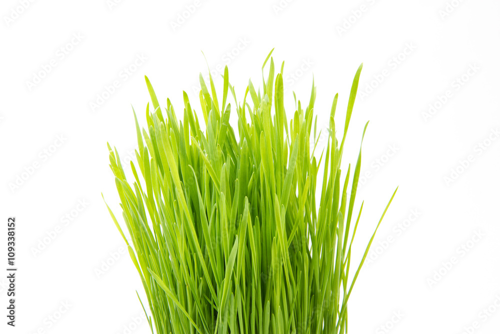 Obraz premium Bündel Weizengras