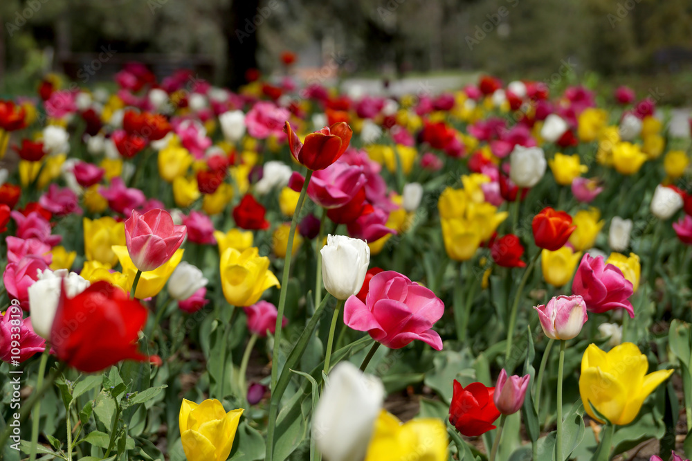 Tulips on a lawn in city park