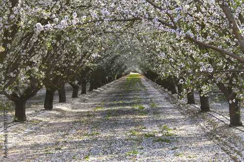 Rows of almond trees blooming petals on ground photo