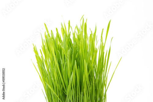 Bündel Weizengras