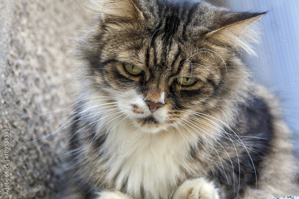 Maine Coon cat sitting infront of a house Maine Coon cat sitting infront of a house