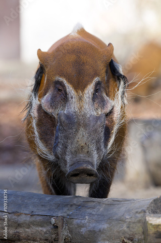 Red river hog, Potamochoerus porcus pictus, is the best representative of pigs,adult male