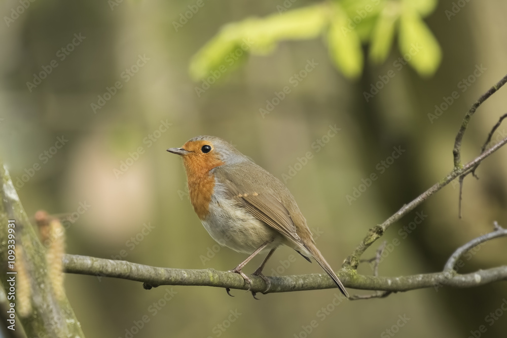 Robin redbreast bird singing Robin redbreast bird singing