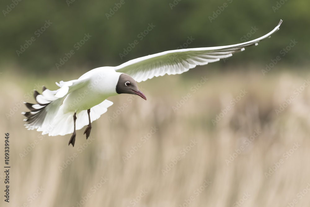 Fototapeta premium Black-headed gull, Chroicocephalus ridibundus, flying