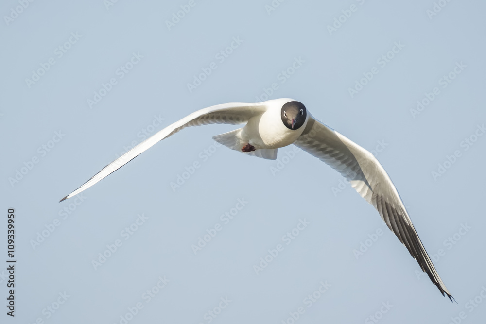 Fototapeta premium Black-headed gull, Chroicocephalus ridibundus, flying