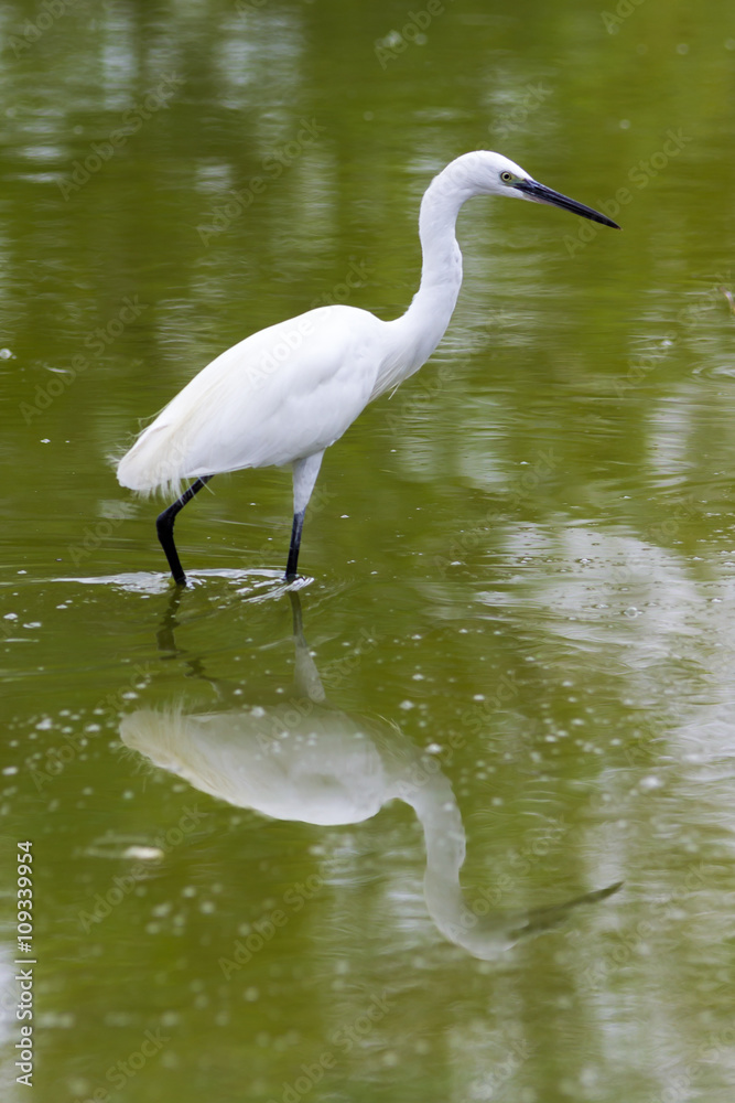 Naklejka premium Egret