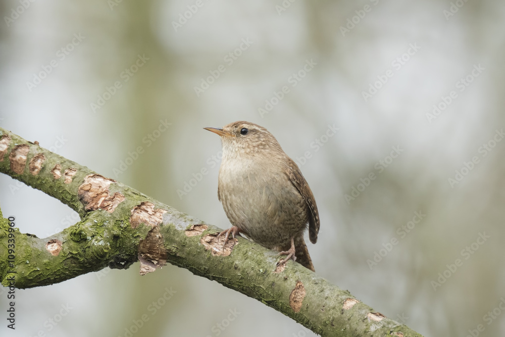 Eurasian Wren (Troglodytes troglodytes) Eurasian Wren (Troglodytes troglodytes)