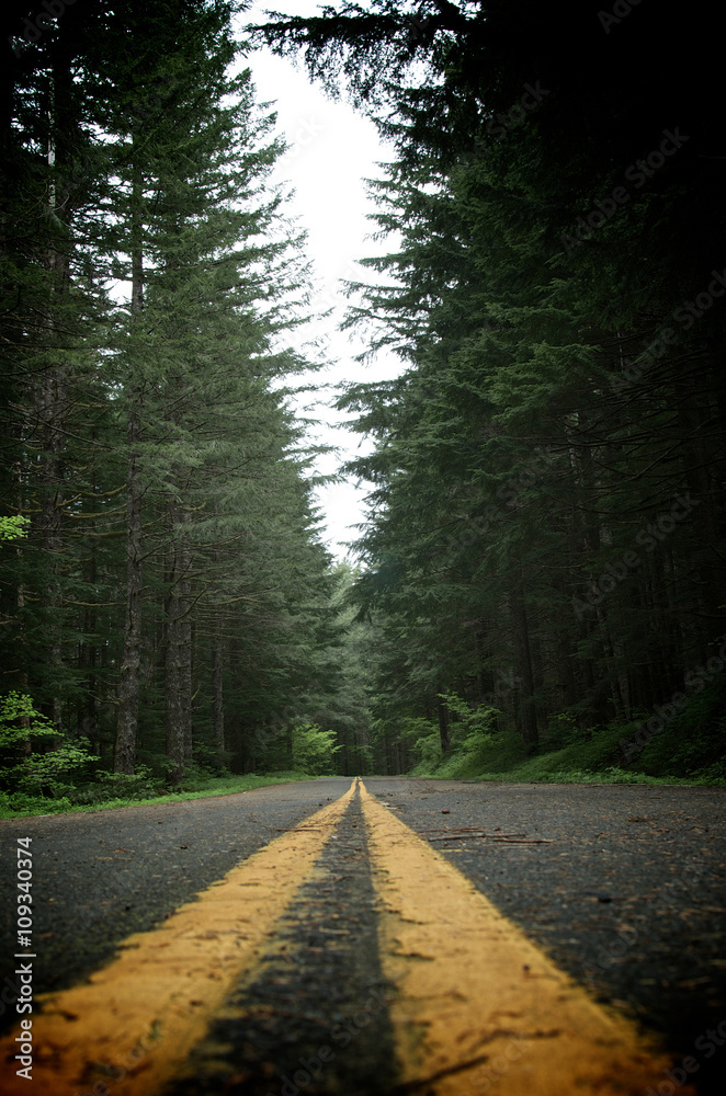 Naklejka premium Road through the Woods