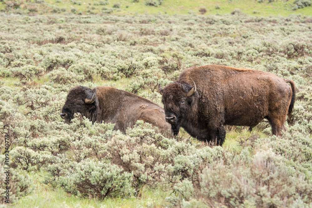 Bison in spring at Grand Tetons National Park Bison in spring at Grand Tetons National Park