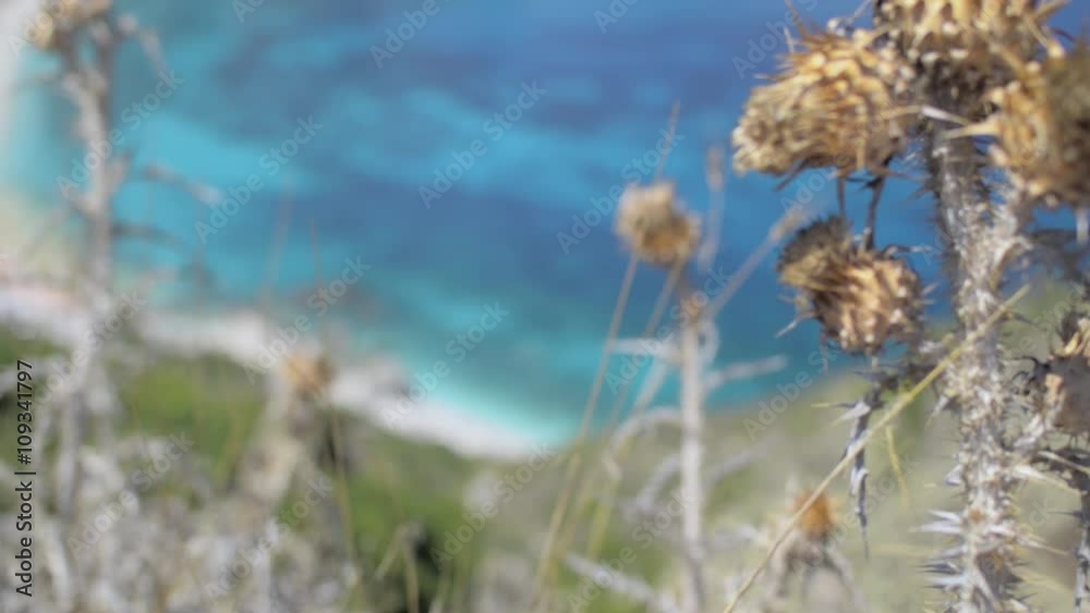 Focusing from dry Wild Thorn to Sea on Petani Beach Kefalonia Greece Focusing from dry Wild Thorn to Sea on Petani Beach Kefalonia Greece