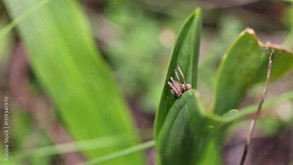 spider hidden in the vegetation in nature spider hidden in the vegetation in nature