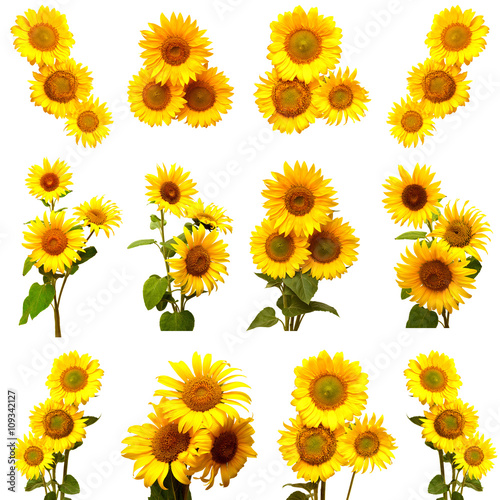Fototapeta Naklejka Na Ścianę i Meble -  Collection of sunflowers