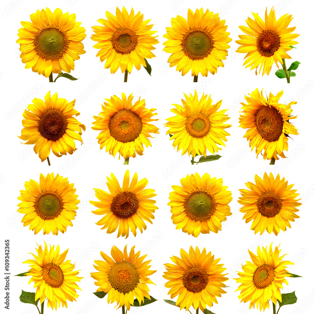 Collection of sunflowers Collection of sunflowers