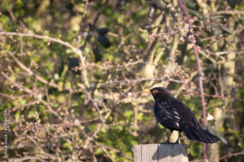 Blackbird on fence