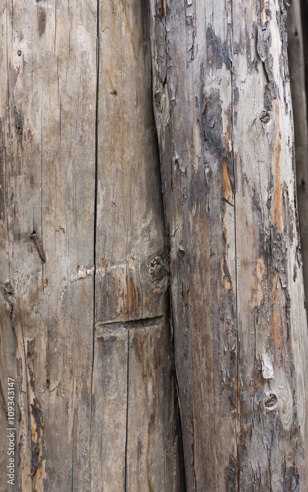 Old cracked log Old cracked log