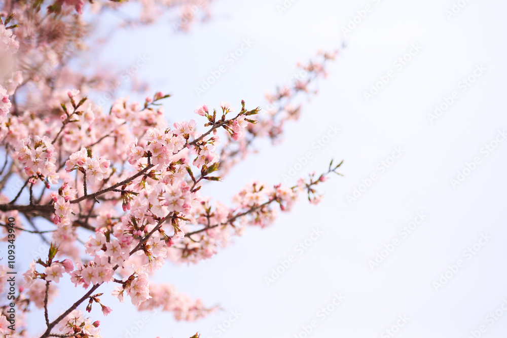 桜 桜