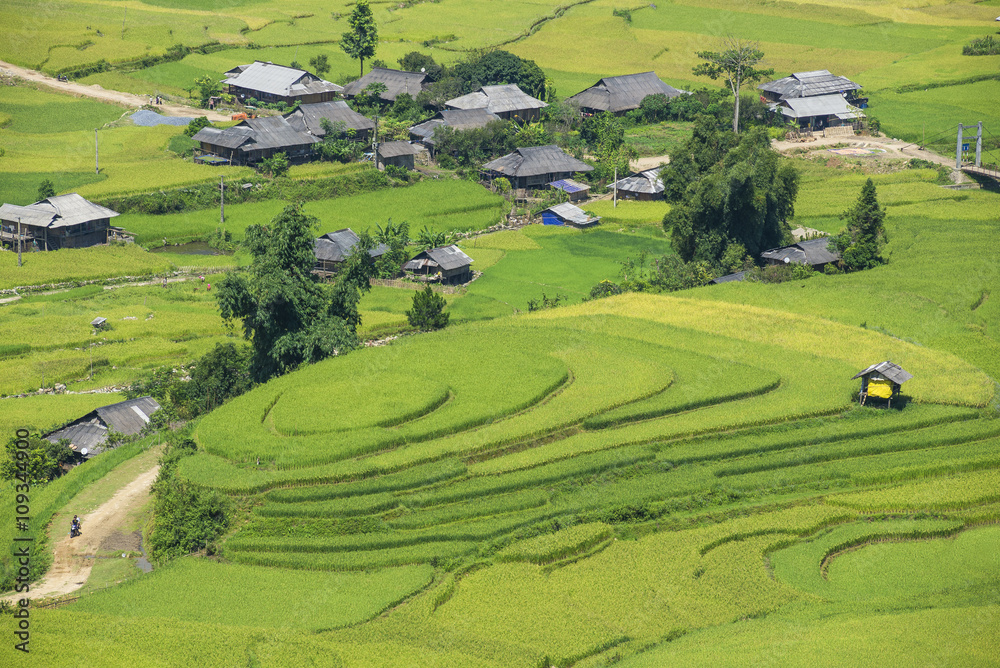 Heart Rice Paddy The beautiful rice paddy field during the trip from HANOI to SAPA ...