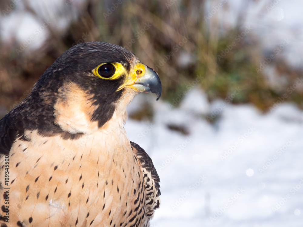 Peregrine falcon (Falco peregrinus) portrait Peregrine falcon (Falco peregrinus) portrait