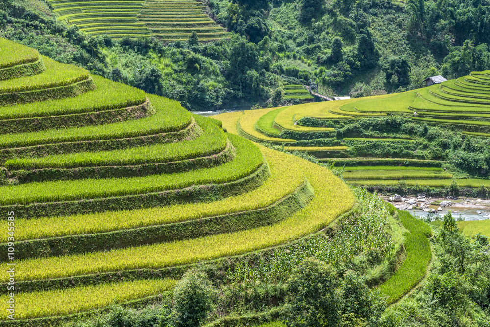 The beautiful rice paddy field during the trip  from HANOI to SAPA, VIETNAM on the middle of the September.