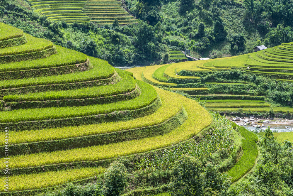 The beautiful rice paddy field during the trip from HANOI to SAPA, VIETNAM on the middle of the September. The beautiful rice paddy field during the trip from HANOI to SAPA, VIETNAM on the middle of the September.
