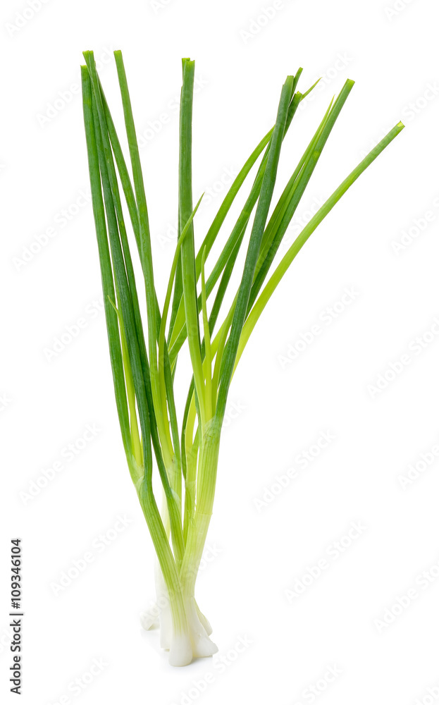 Green onion isolated on the white background Green onion isolated on the white background