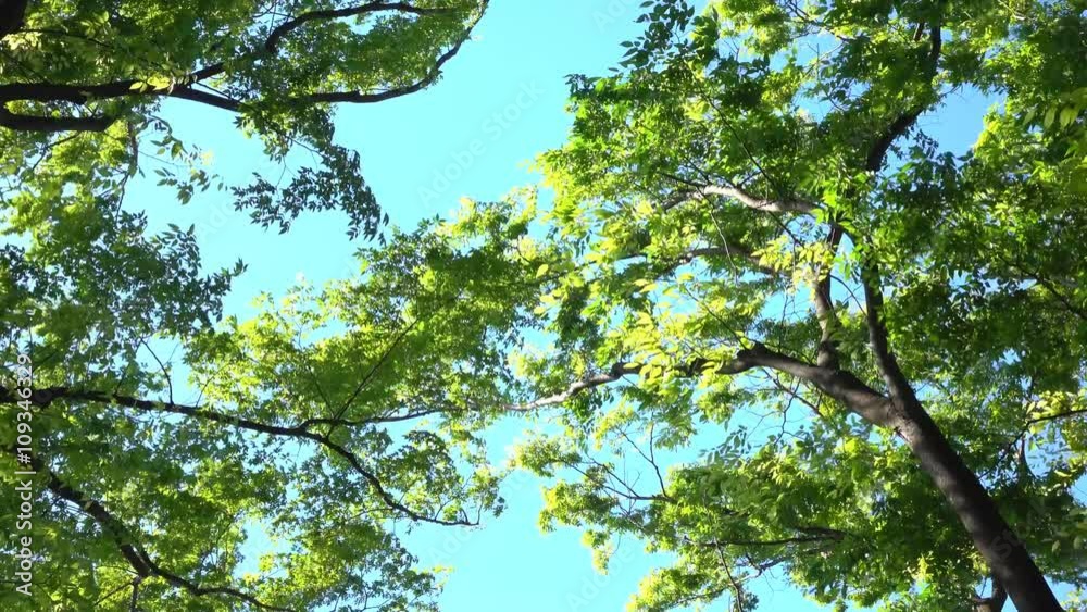 4K・強風に揺れる新緑の木々_4-220 4K・強風に揺れる新緑の木々_4-220