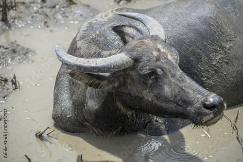 Asian water buffalo relaxing in mud puddle for cool off. © pomphotothailand