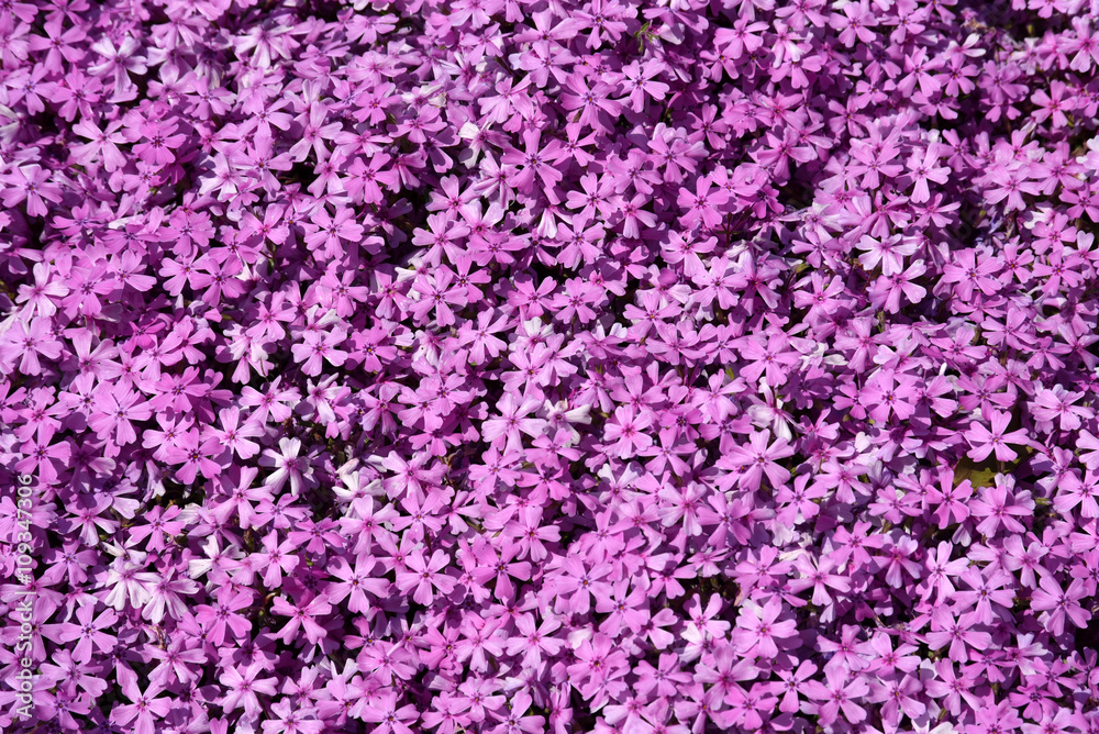 芝桜 芝桜