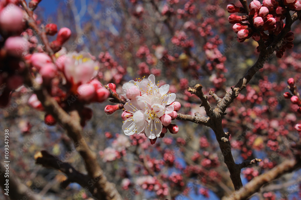 Apricot Blossom Flower at Alchi Monastery, Leh Apricot Blossom Flower at Alchi Monastery, Leh